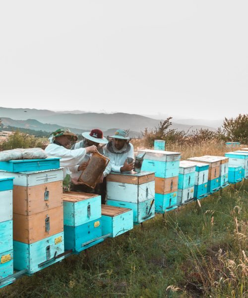 Beekepers gathering harvest from bee hives Beekepers gathering harvest from bee hives. High quality photo